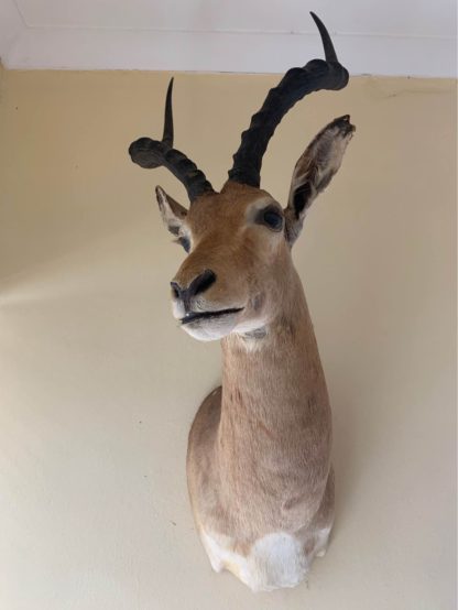 African Impala Taxidermy Shoulder Mount